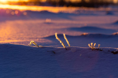 Frosty dawn. nature's icy embrace in early spring in northern europe