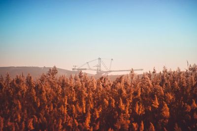 Plants growing in farm against clear sky