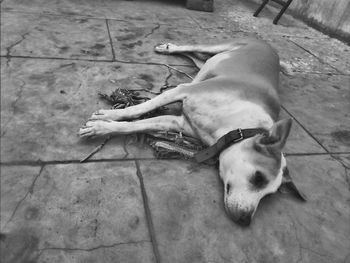 High angle view of dog sitting outdoors