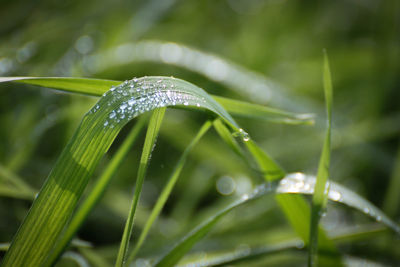 Close-up of raindrops on grass