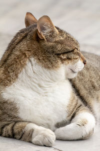 Close-up of cat sleeping