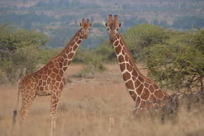 Group of giraffe against trees