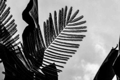 Low angle view of coconut palm tree against sky