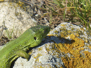 Green lizard on a sunlights, sit on a rock. wildlife animals 