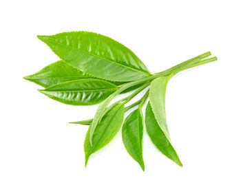 Close-up of fresh green leaves against white background