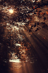 Illuminated trees by road at night