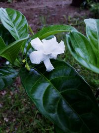 High angle view of white flower blooming outdoors