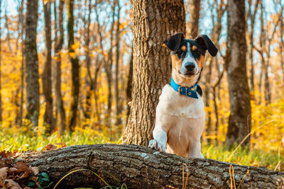 Portrait of dog in forest