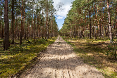 Road amidst trees in forest against sky