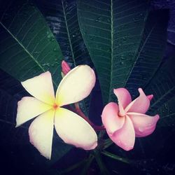 Close-up of pink flower