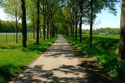 Dirt road amidst trees