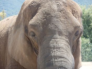 Close-up of elephant