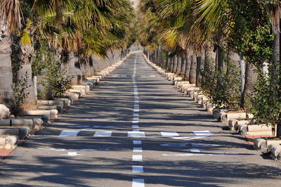 Empty road along palm trees