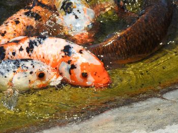 Close-up of fish swimming in sea