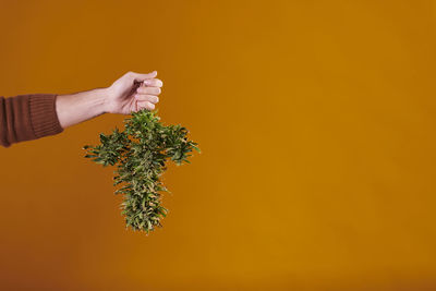 Cropped hand of woman holding plant against yellow background