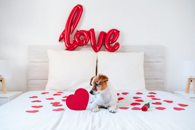 Cute jack russell dog at home red love shape balloon, roses and hearts, romance valentines concept