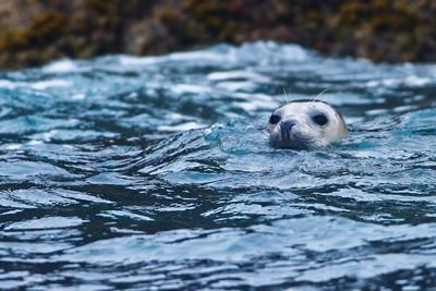 Grey seal breaching in cornish waters. 