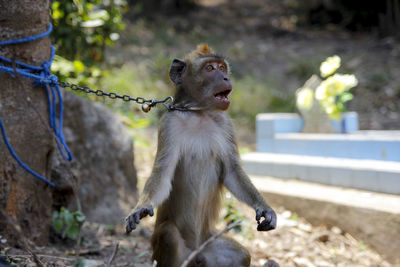 Portrait of a monkey looking away