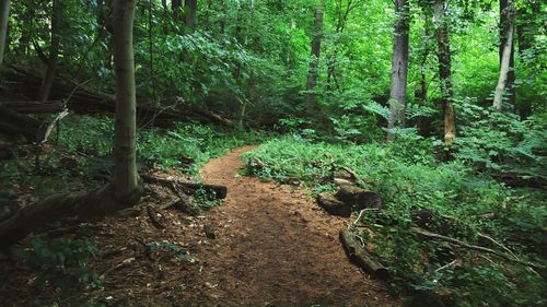 Plants in forest