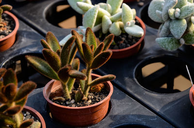 Close-up of potted plant growing