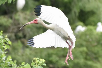 Closeup of ibis flying