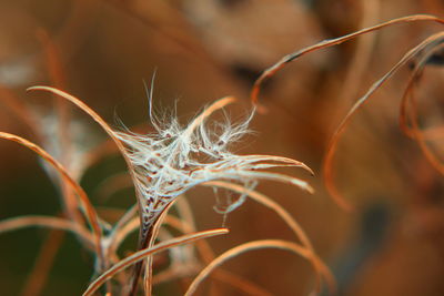 Close-up of leaf
