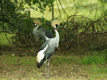 Grey crowned cranes on field