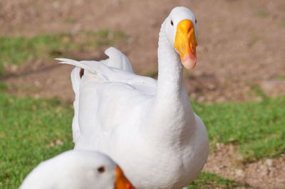 Close-up of duck on field