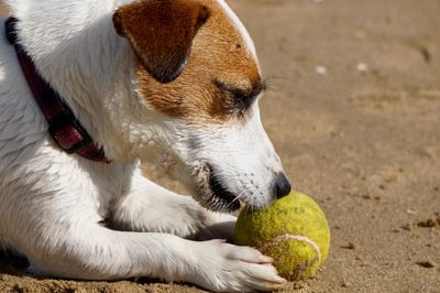 Close-up of a dog