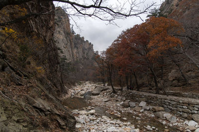 Scenic view of forest against sky during autumn