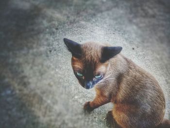 High angle portrait of cat