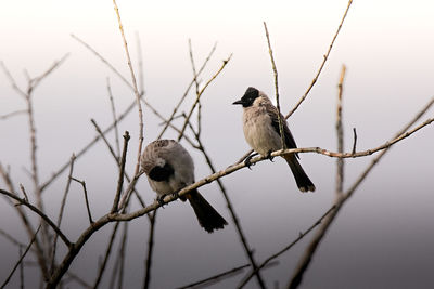 Low angle view of bird perching on branch