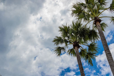 Low angle view of coconut palm tree against sky