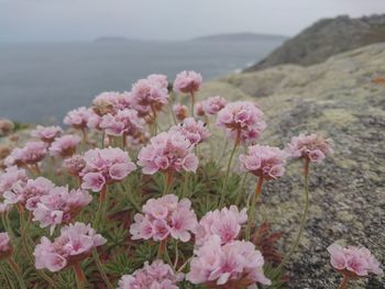 Pink flowers blooming on mountain