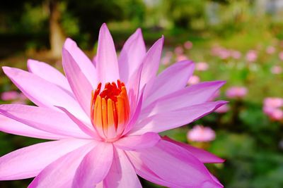 Close-up of pink flower blooming outdoors