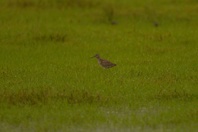 Bird perching on a field
