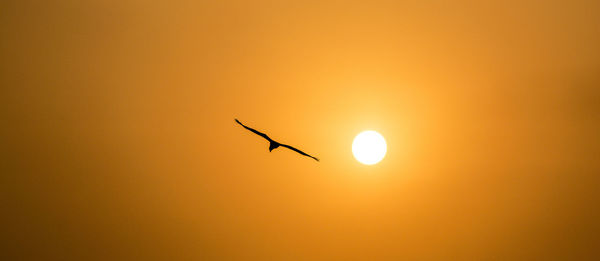 Silhouette bird flying against orange sky