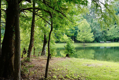 Scenic view of lake in forest