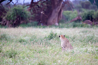 View of a cat on field