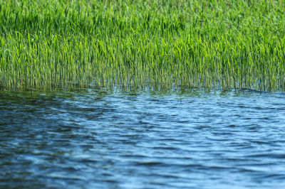 Scenic view of lake