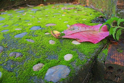 High angle view of autumn leaf on grass