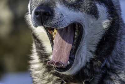 Close-up of an animal yawning