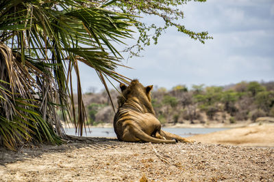 Lion in selous national park