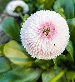 Close-up of pink flowers