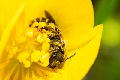 Close-up of bee pollinating on yellow flower