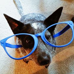 Close-up portrait of a dog