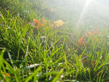 Close-up of wet grass on grassy field