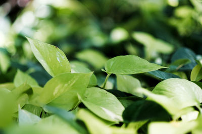 Close-up of leaves