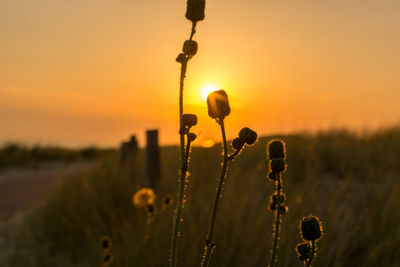 Close-up of plants growing on field against sky