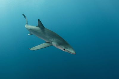 Blue shark swimming in sea